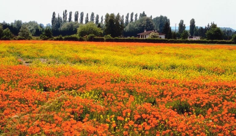 spring season with field full of flowers