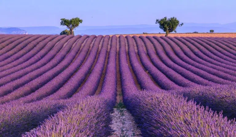 lavendar field summer season in provence